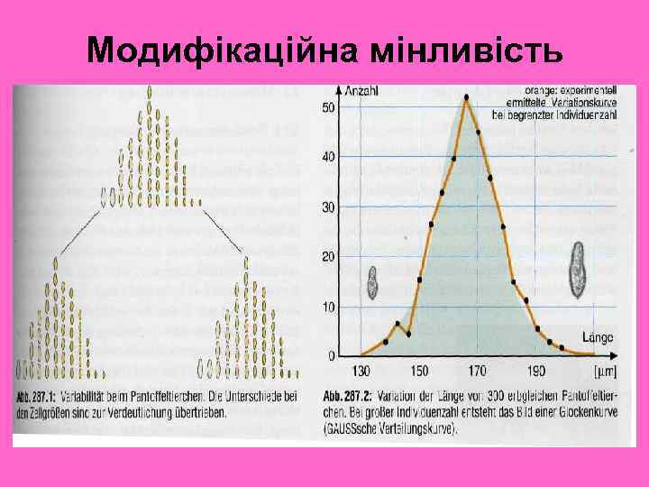 Модифікаційна мінливість 