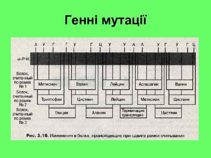 Генні мутації 