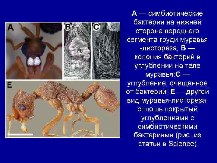 A — симбиотические бактерии на нижней стороне переднего сегмента груди муравья -листореза; B —