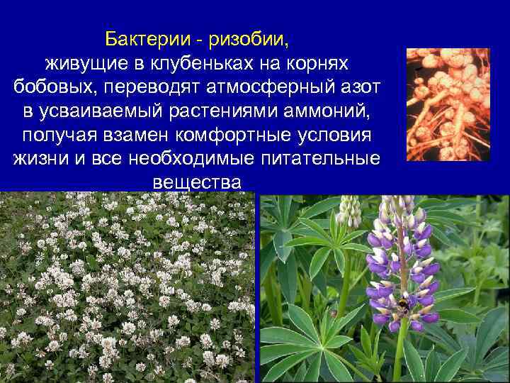 Бактерии - ризобии, живущие в клубеньках на корнях бобовых, переводят атмосферный азот в усваиваемый