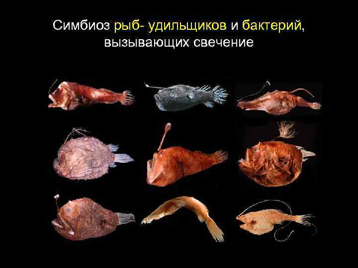 Симбиоз рыб- удильщиков и бактерий, вызывающих свечение 