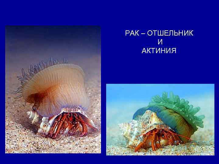 РАК – ОТШЕЛЬНИК И АКТИНИЯ 