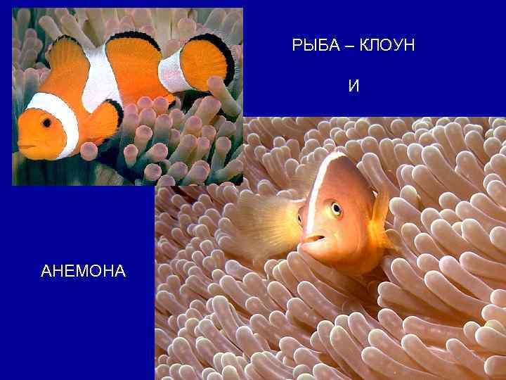 РЫБА – КЛОУН И АНЕМОНА 