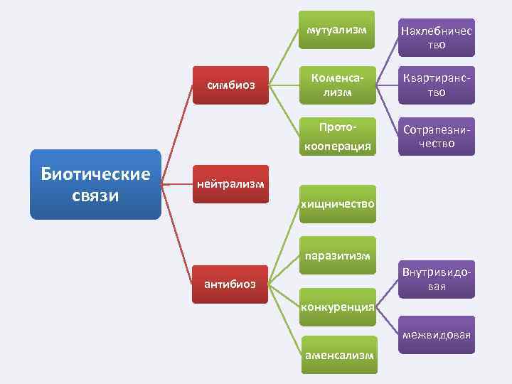 мутуализм Коменсализм Квартиранство Прото- симбиоз Нахлебничес тво Сотрапезничество кооперация Биотические связи нейтрализм хищничество паразитизм