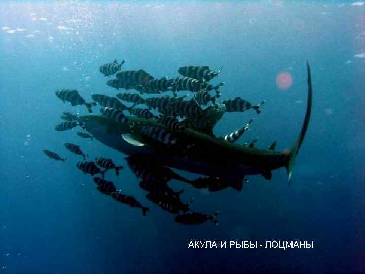 АКУЛА И РЫБЫ - ЛОЦМАНЫ 