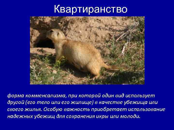 Квартиранство форма комменсализма, при которой один вид использует другой (его тело или его жилище)