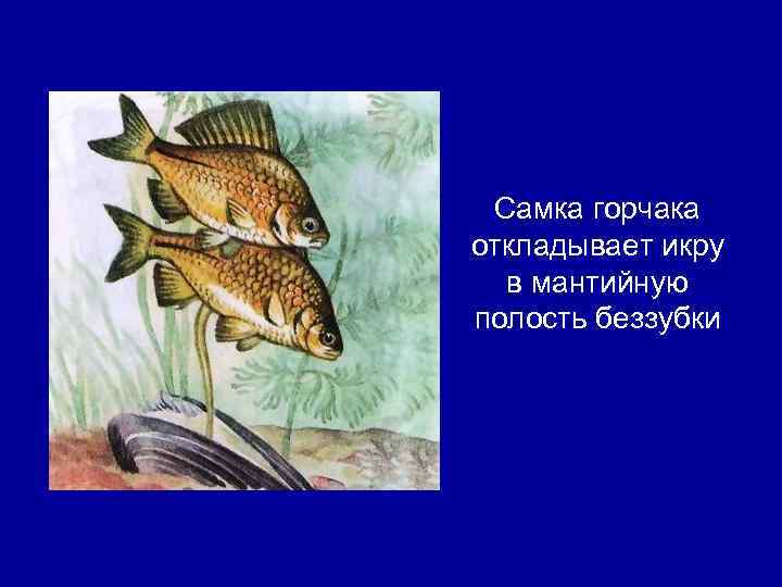 Самка горчака откладывает икру в мантийную полость беззубки 