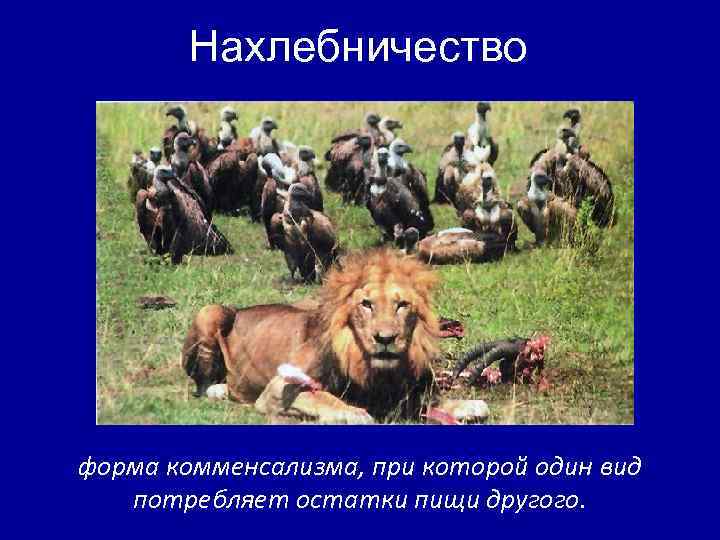 Нахлебничество форма комменсализма, при которой один вид потребляет остатки пищи другого. 