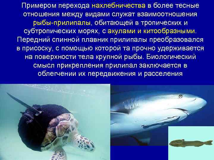 Примером перехода нахлебничества в более тесные отношения между видами служат взаимоотношения рыбы-прилипалы, обитающей в