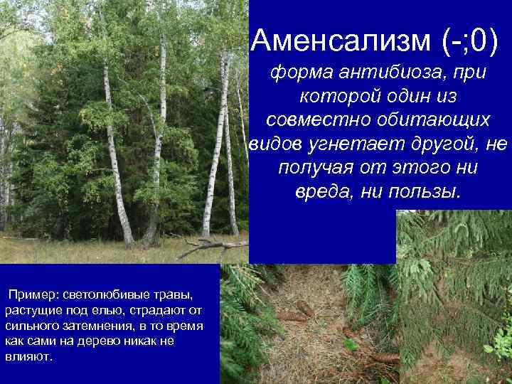 Аменсализм (-; 0) форма антибиоза, при которой один из совместно обитающих видов угнетает другой,