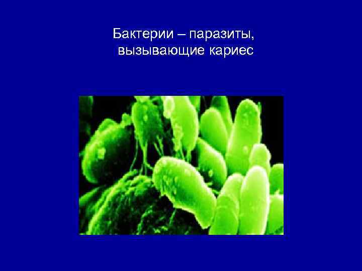 Бактерии – паразиты, вызывающие кариес 