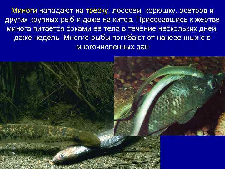 Миноги нападают на треску, лососей, корюшку, осетров и других крупных рыб и даже на