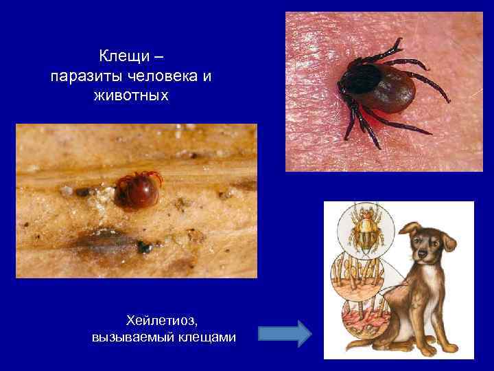 Клещи – паразиты человека и животных Хейлетиоз, вызываемый клещами 