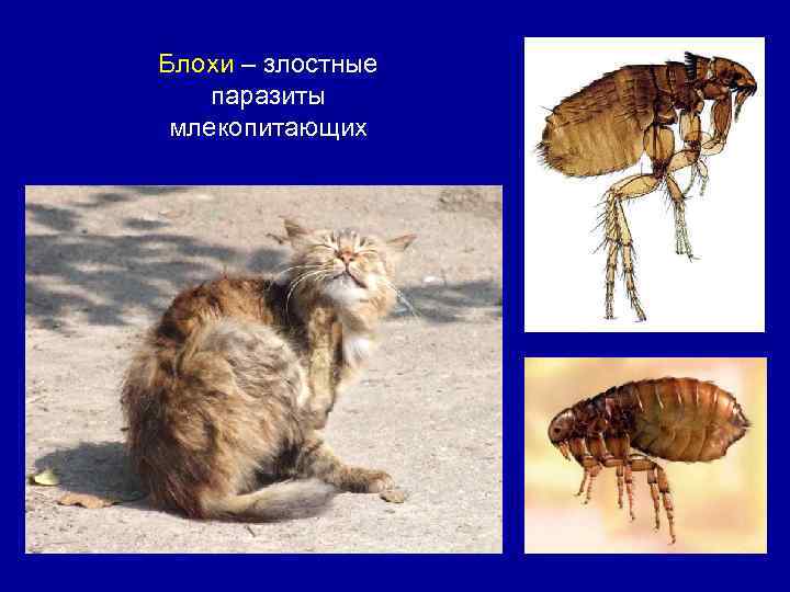 Блохи – злостные паразиты млекопитающих 