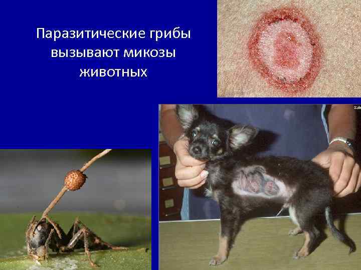 Паразитические грибы вызывают микозы животных 