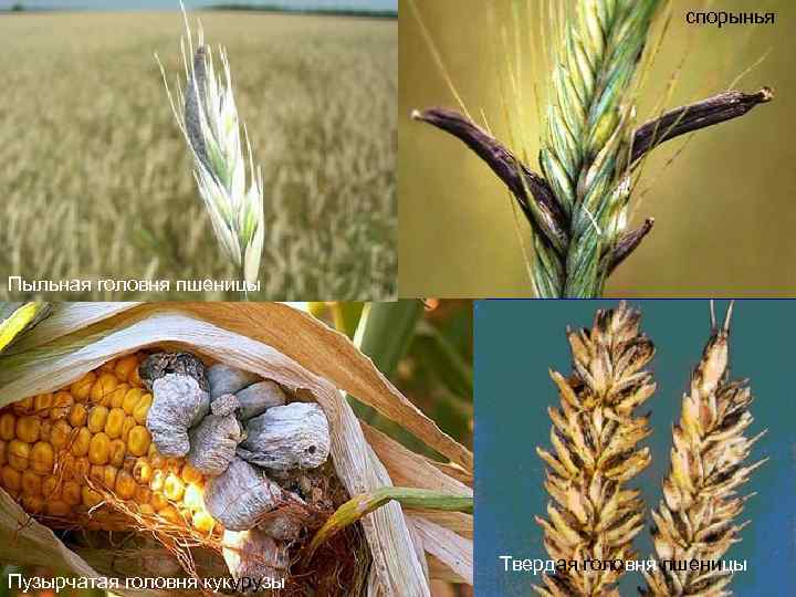 спорынья Пыльная головня пшеницы Пузырчатая головня кукурузы Твердая головня пшеницы 