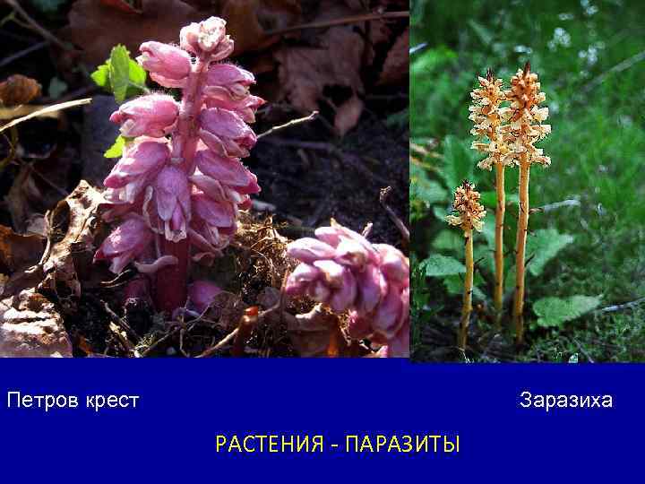 Петров крест Заразиха РАСТЕНИЯ - ПАРАЗИТЫ 