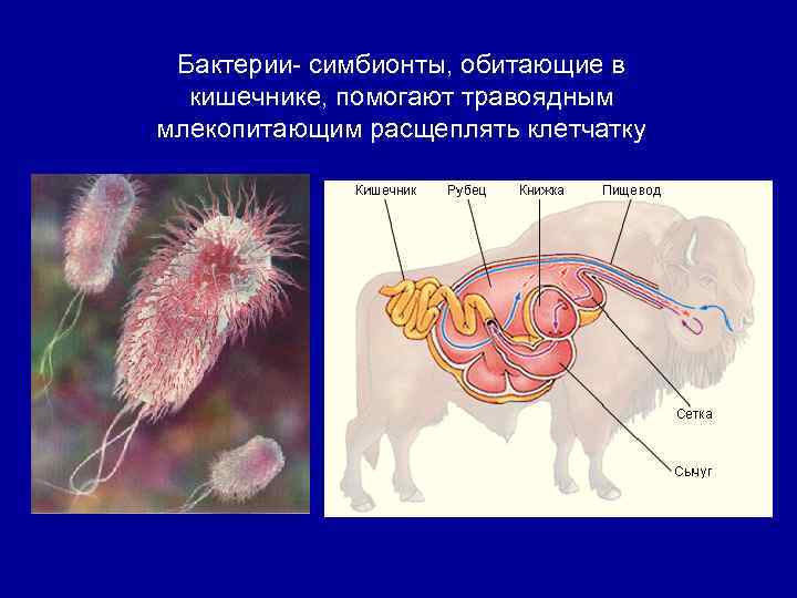 Бактерии- симбионты, обитающие в кишечнике, помогают травоядным млекопитающим расщеплять клетчатку 