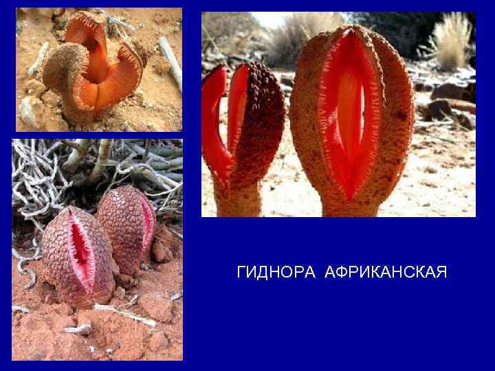 ГИДНОРА АФРИКАНСКАЯ 