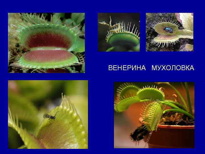 ВЕНЕРИНА МУХОЛОВКА 