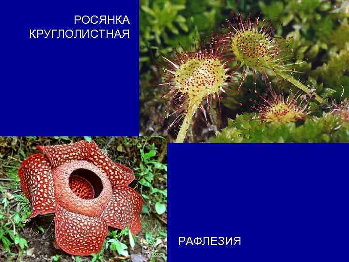 РОСЯНКА КРУГЛОЛИСТНАЯ РАФЛЕЗИЯ 