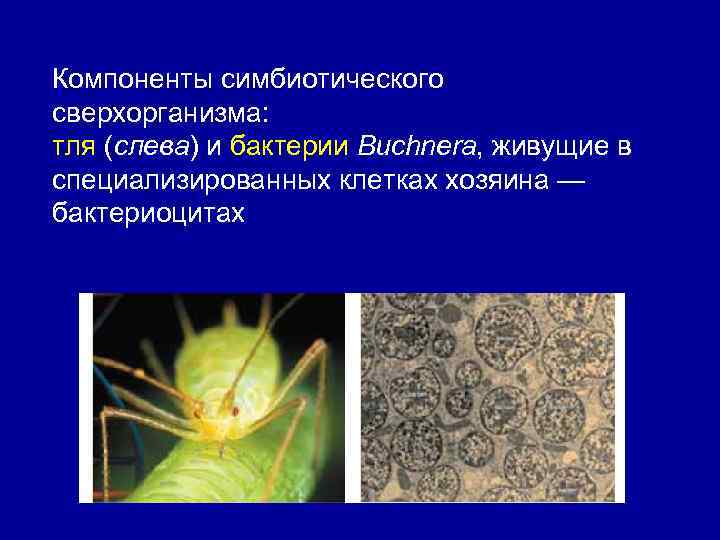 Компоненты симбиотического сверхорганизма: тля (слева) и бактерии Buchnera, живущие в специализированных клетках хозяина —
