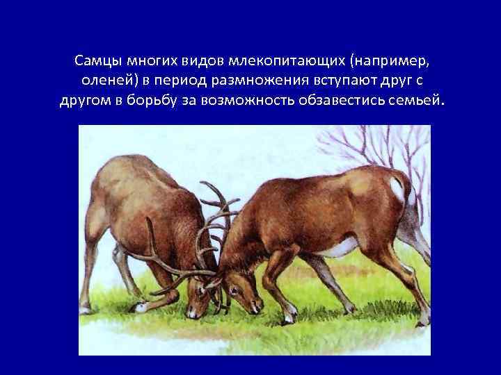 Самцы многих видов млекопитающих (например, оленей) в период размножения вступают друг с другом в