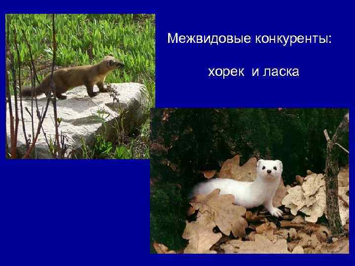 Межвидовые конкуренты: хорек и ласка 