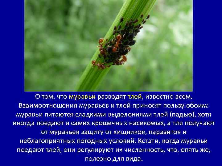 О том, что муравьи разводят тлей, известно всем. Взаимоотношения муравьев и тлей приносят пользу