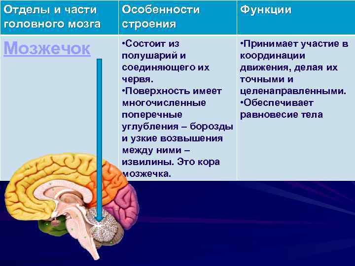 Отделы и части головного мозга Особенности строения Функции Мозжечок • Состоит из полушарий и