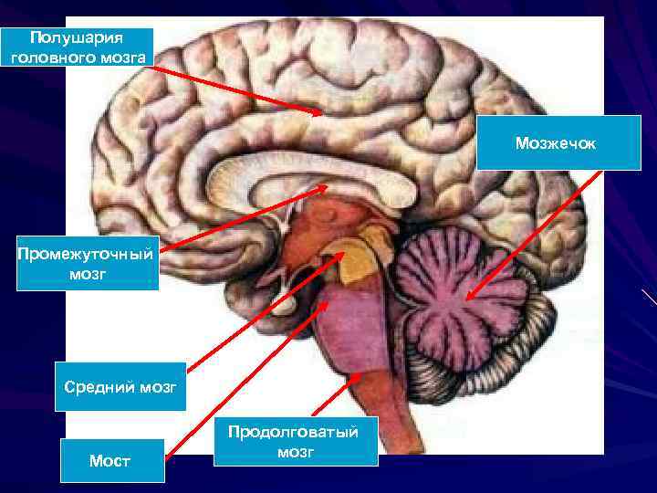 Полушария головного мозга Мозжечок Промежуточный мозг Средний мозг Мост Продолговатый мозг 