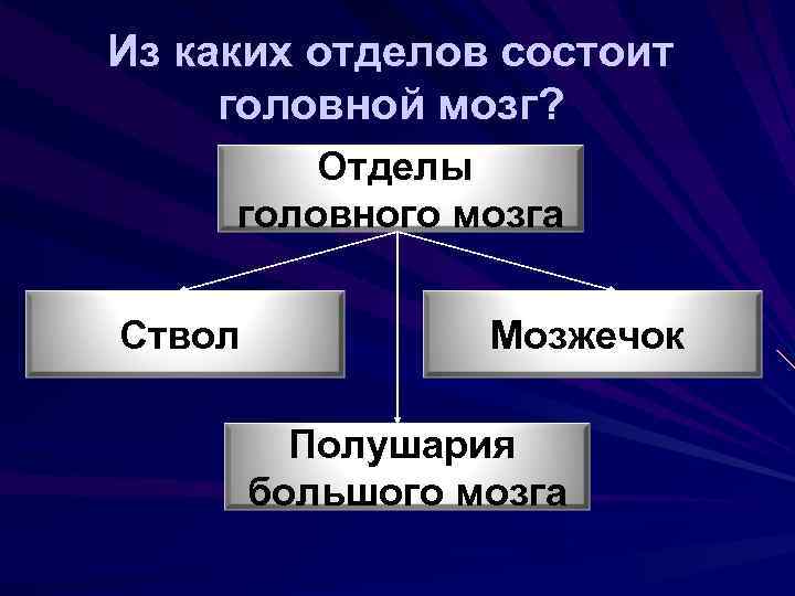 Из каких отделов состоит головной мозг? Отделы головного мозга Ствол Мозжечок Полушария большого мозга