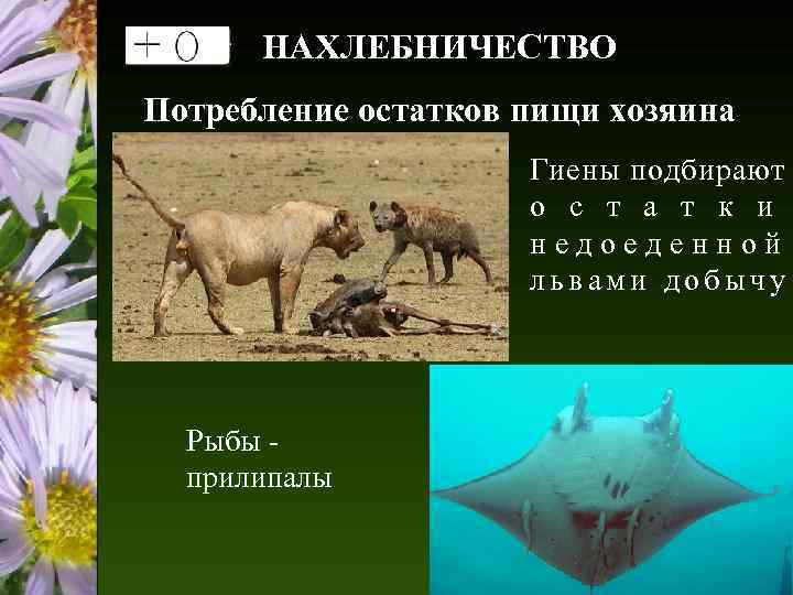 НАХЛЕБНИЧЕСТВО Потребление остатков пищи хозяина Гиены подбирают о с т а т к и