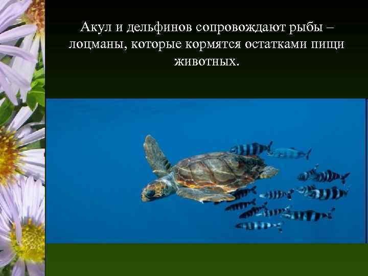 Акул и дельфинов сопровождают рыбы – лоцманы, которые кормятся остатками пищи животных. 
