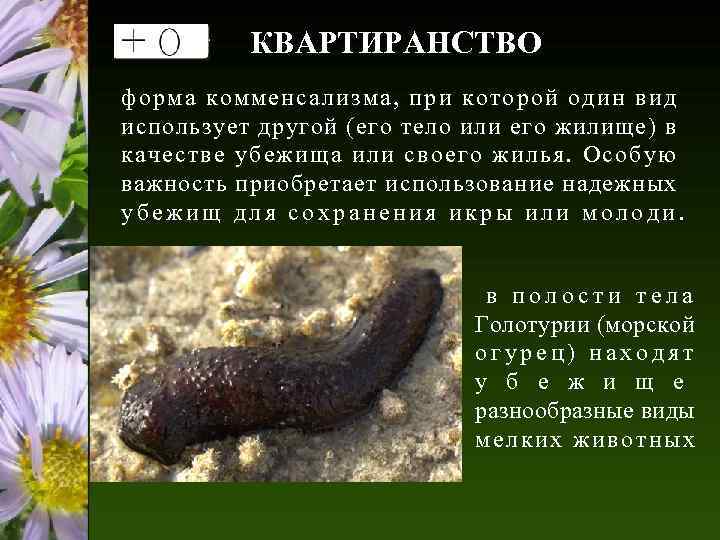 КВАРТИРАНСТВО форма комменсализма, при которой один вид использует другой (его тело или его жилище)