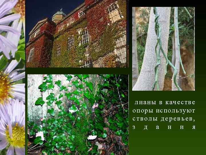 лианы в качестве опоры используют стволы деревьев, з д а н и я 