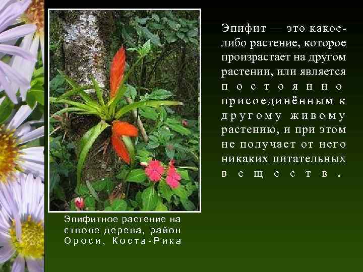 Эпифит — это какоелибо растение, которое произрастает на другом растении, или является п о