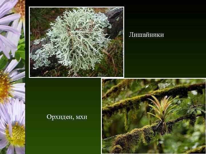 Лишайники Орхидеи, мхи 