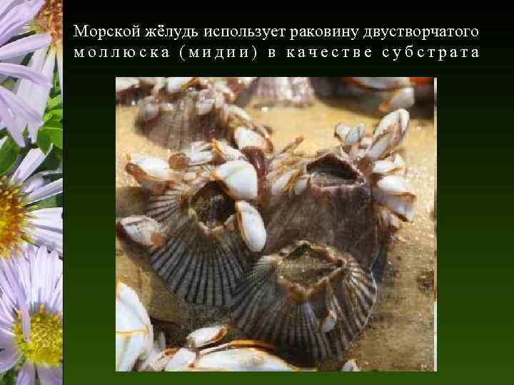 Морской жёлудь использует раковину двустворчатого моллюска (мидии) в качестве субстрата 