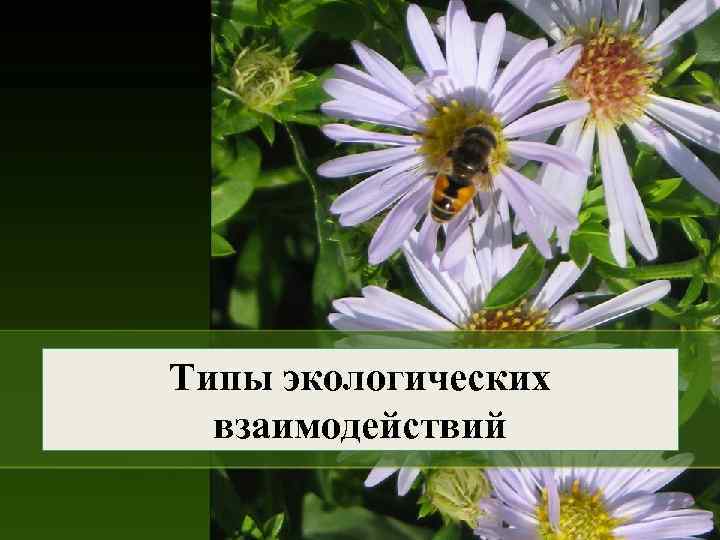 Типы экологических взаимодействий 