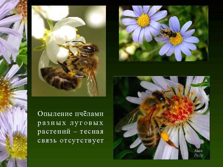 Опыление пчёлами разных луговых растений – тесная связь отсутствует 