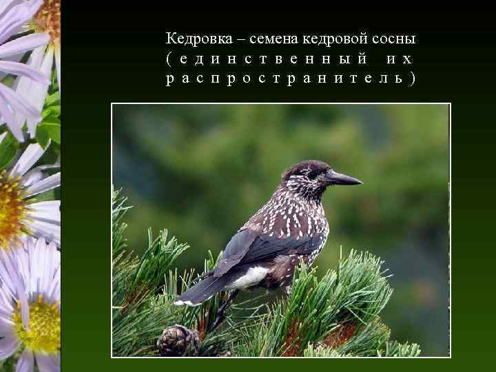 Кедровка – семена кедровой сосны ( е д и н с т в е