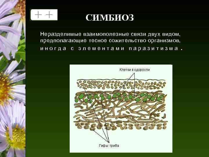 CИМБИОЗ Неразделимые взаимополезные связи двух видом, предполагающие тесное сожительство организмов, иногда с элементами паразитизма