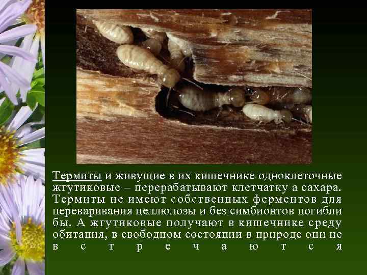 Термиты и живущие в их кишечнике одноклеточные жгутиковые – перерабатывают клетчатку а сахара. Термиты