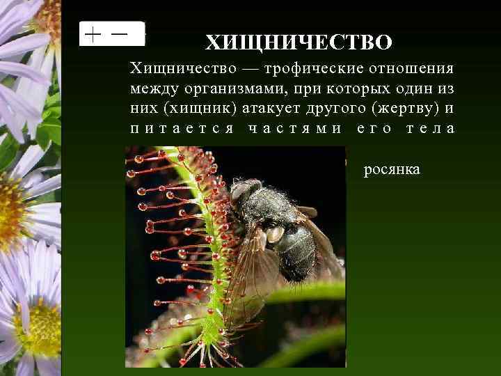 ХИЩНИЧЕСТВО Хищничество — трофические отношения между организмами, при которых один из них (хищник) атакует