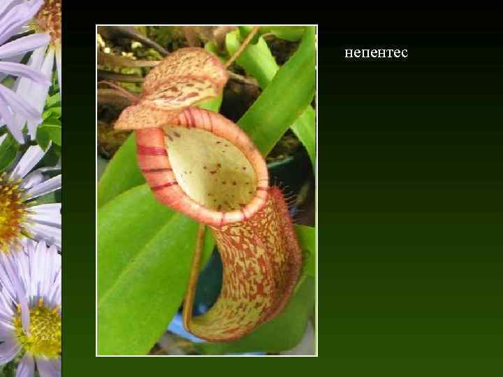 непентес 