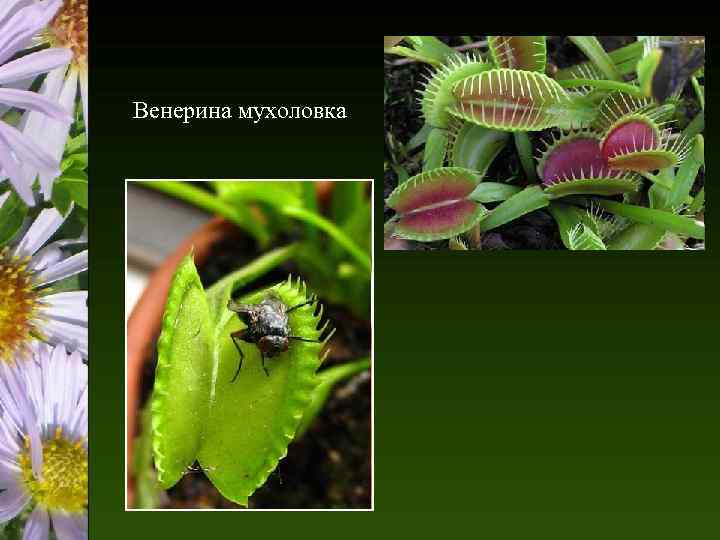 Венерина мухоловка 