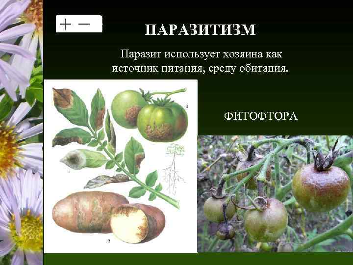 ПАРАЗИТИЗМ Паразит использует хозяина как источник питания, среду обитания. ФИТОФТОРА 