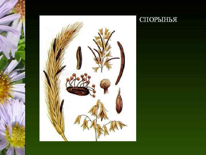 СПОРЫНЬЯ 
