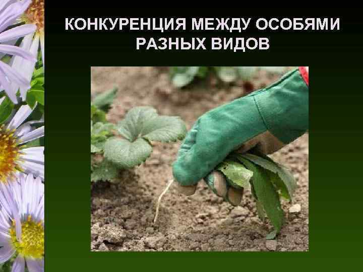 КОНКУРЕНЦИЯ МЕЖДУ ОСОБЯМИ РАЗНЫХ ВИДОВ 